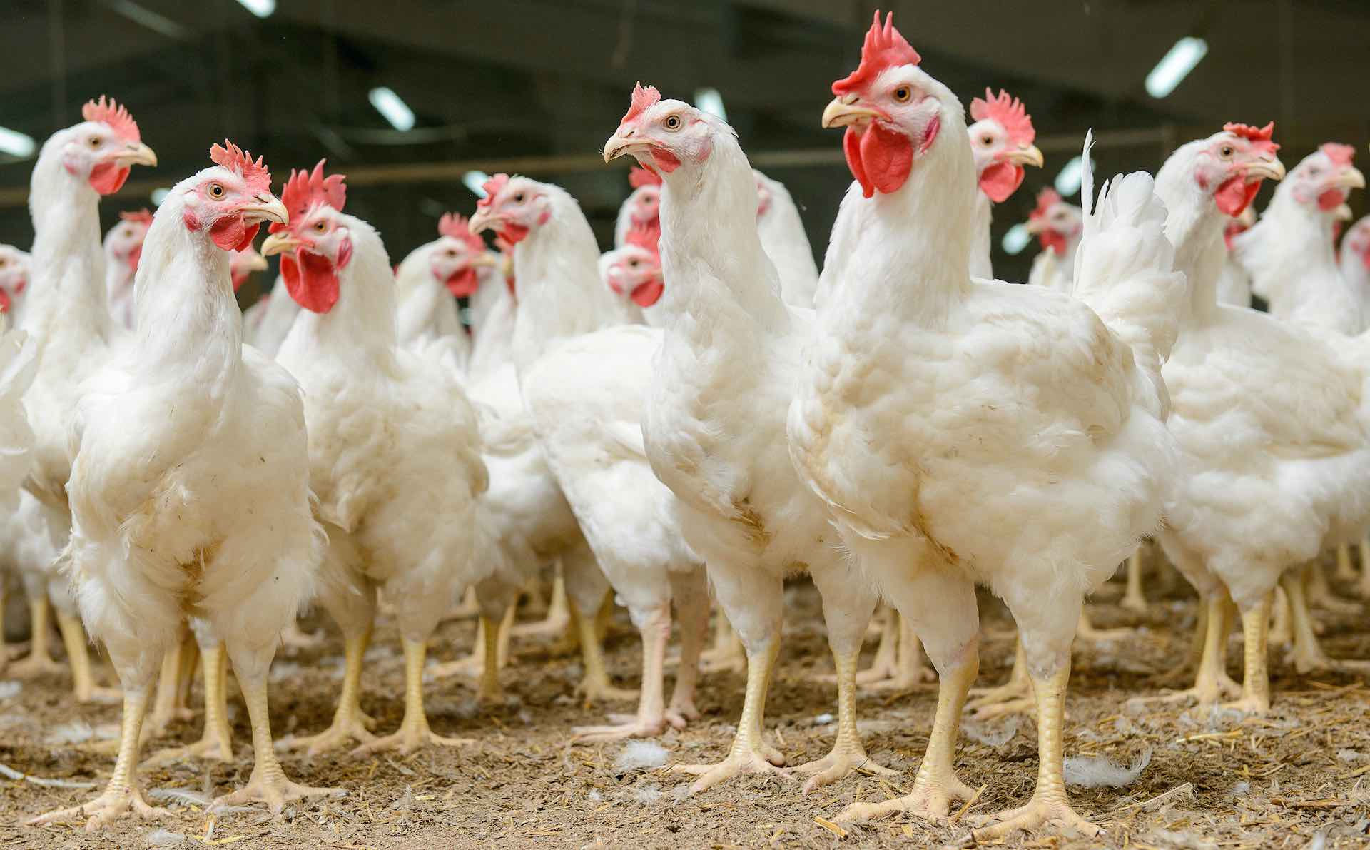Bird flu outbreak reported on a small farm in South Africa Manama Mag